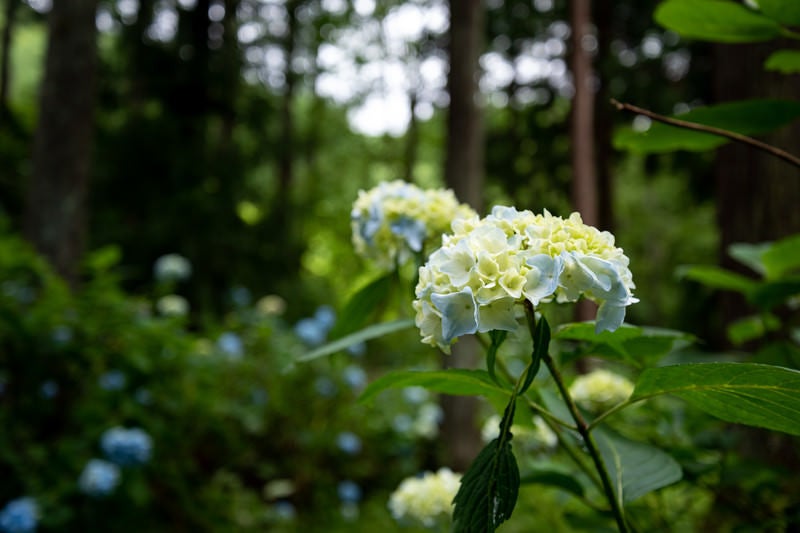 アジサイ公園の紫陽花の写真