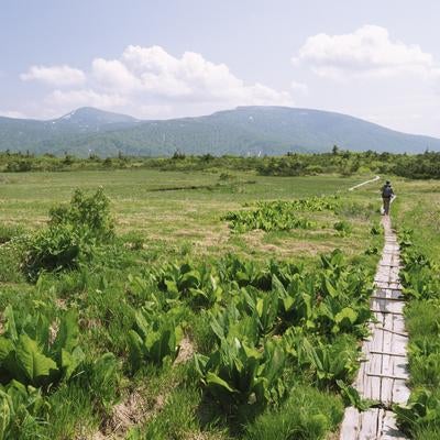 八甲田山の湿原を歩く登山者の写真