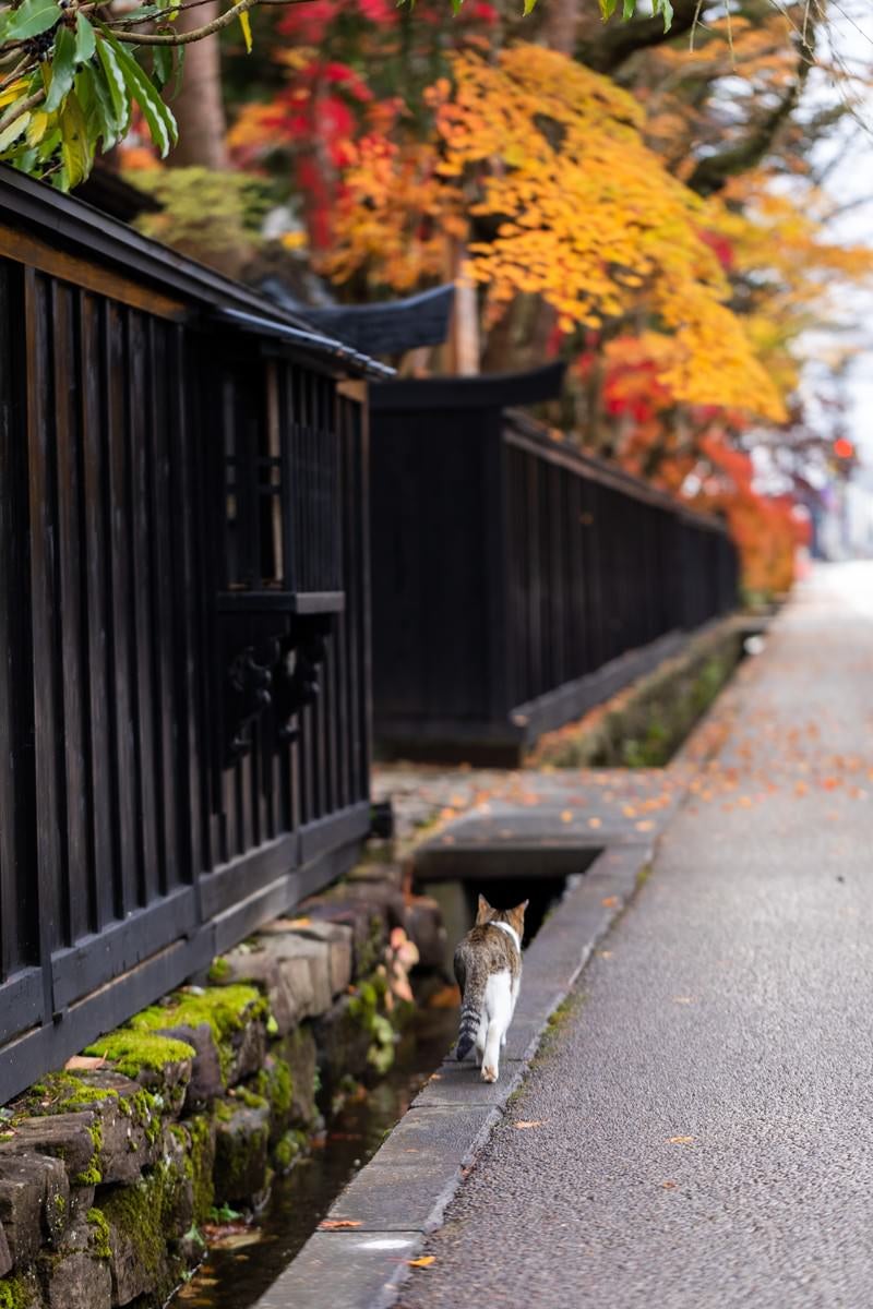 武家屋敷のぬこの写真