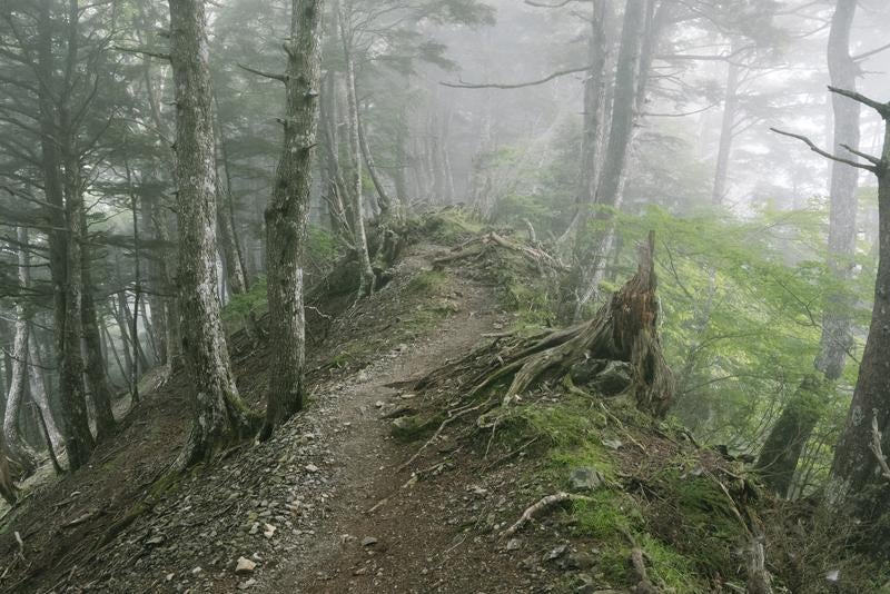 霧の中の夜叉神峠登山道の写真