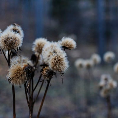 登山口に咲く冬を待つ花（甲武信ヶ岳）の写真