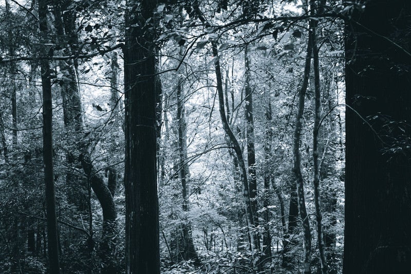 モノクロの世界にある木々の写真