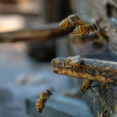 自分の巣箱に戻る働き蜂の写真