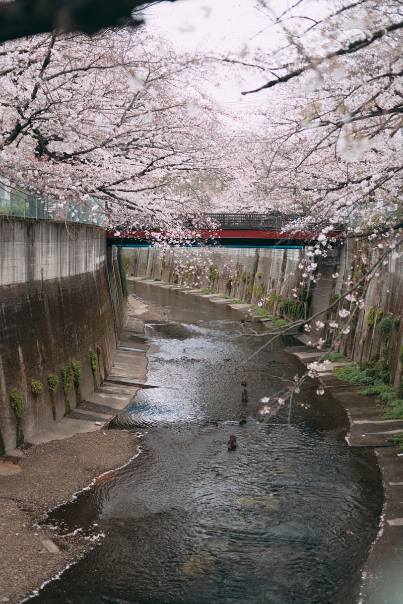 石神井川と両側の桜の写真