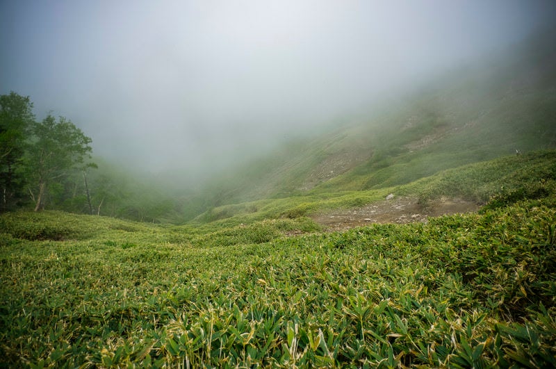 ガスに包まれた笹の登山道の写真