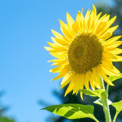 青空とひまわりの花の写真