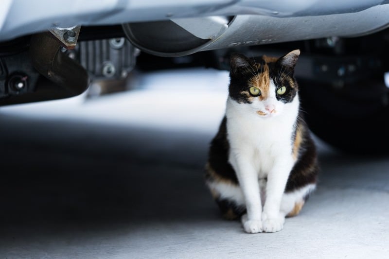 車の下のにゃんこの写真