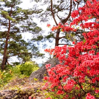 満開のツツジ（武石公園）の写真