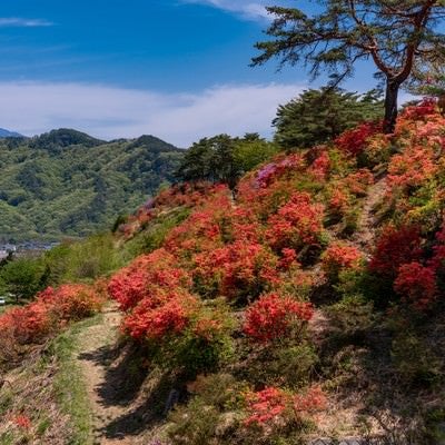 斜面を染めるツツジ（武石公園）の写真