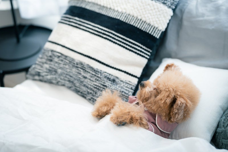 ベッドでおやすみトイプー（犬）の写真