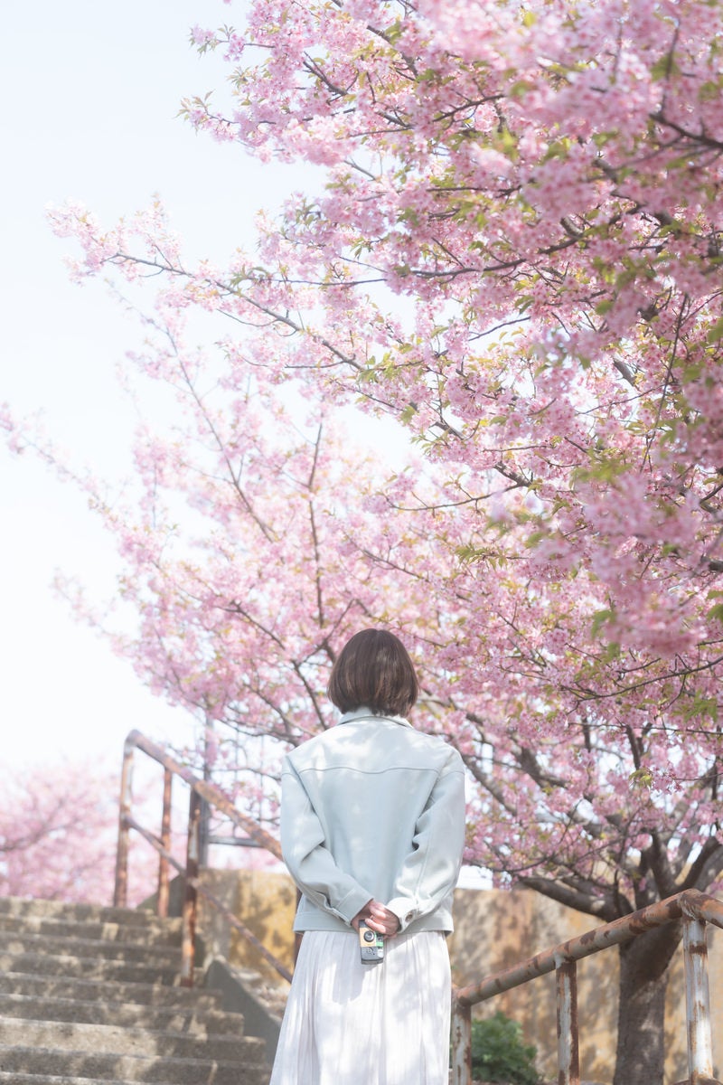 お花見中の女性の後ろ姿の写真