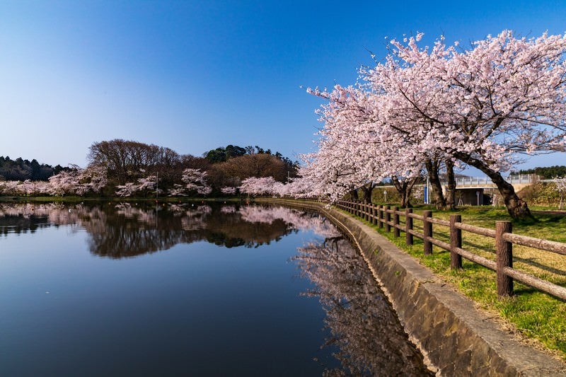 公園の池とうつりこむ桜の写真