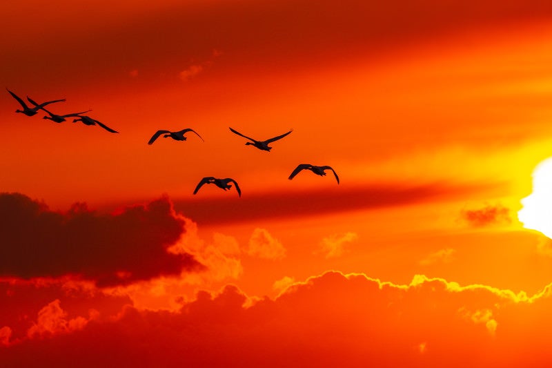 夕焼け空と白鳥の写真