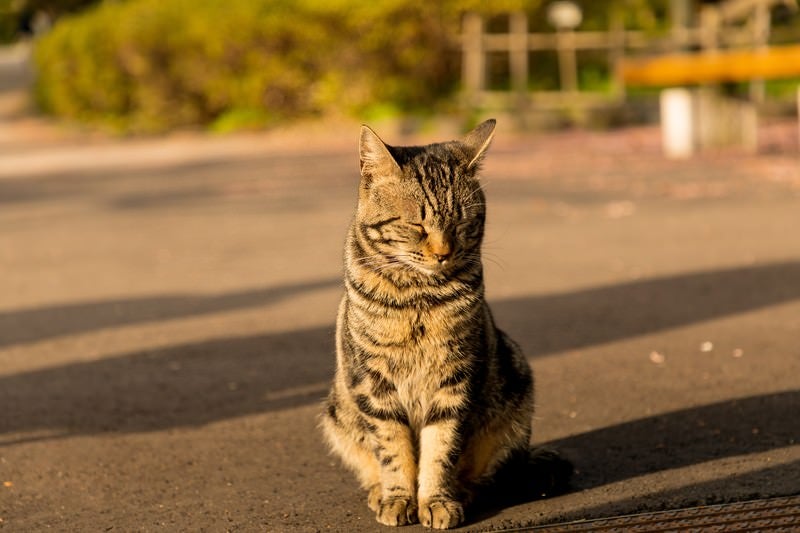 ネコと伸びる影の写真