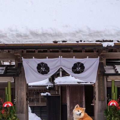 正月かざりと角館武家屋敷前の秋田犬の写真