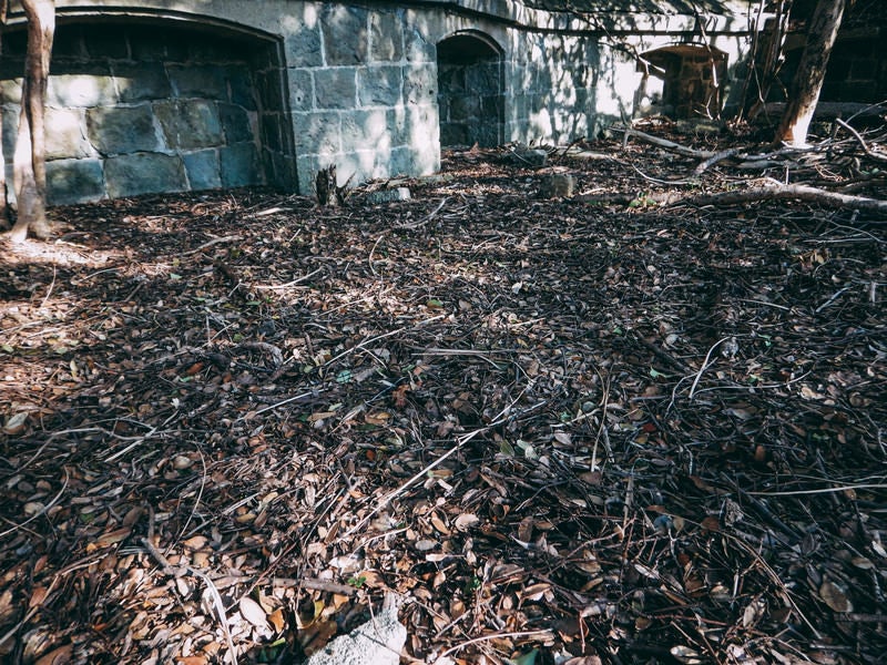 踏み放題の落ち葉と廃建物の写真