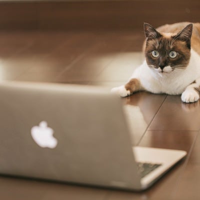 FXで有り金が一瞬で溶けた猫の写真