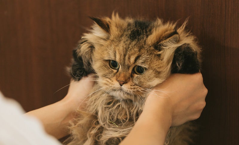 猫ドン（ペルシャ猫）の写真