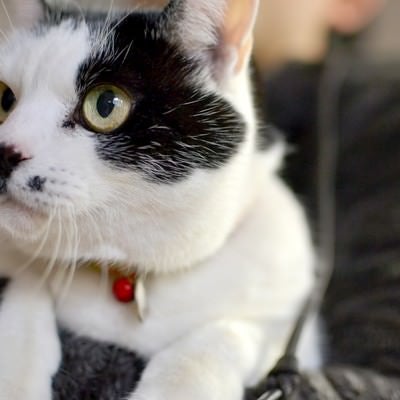 抱っこされる猫の写真