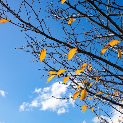 枝の残る紅葉と青空の写真