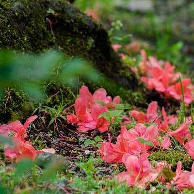 散りゆくツツジの花の写真