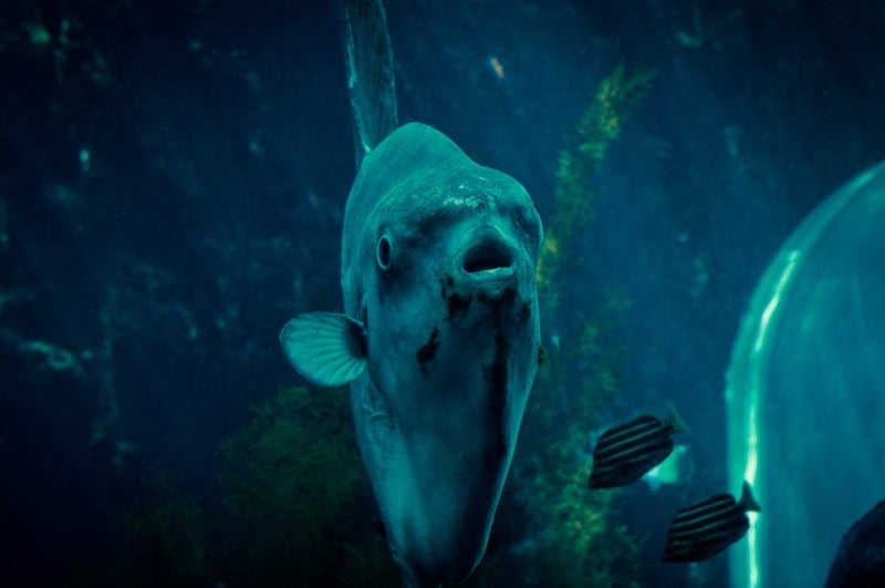 ガン見マンボウの写真