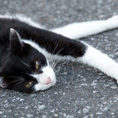 「何見てんだ？」という表情で睨み付ける猫の写真