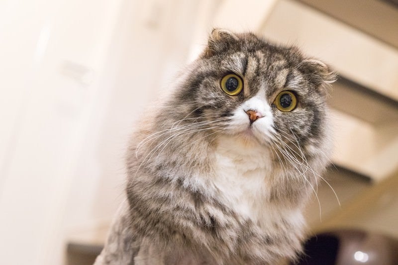 ジーっとこっちを見てるライオンカットのオス猫（スコティッシュフォールド）の写真