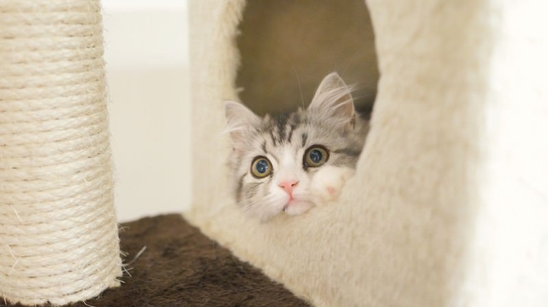 猫タワーから顔を出す（スコティッシュフォールド）の写真