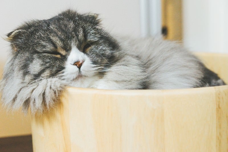 猫桶で気持ちよさそうに寝てるオス猫（スコティッシュフォールド）の写真