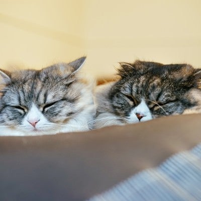 二匹で仲良くおやすみなさい（スコティッシュフォールド）の写真