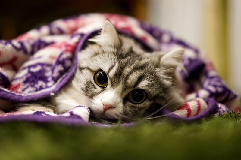 ブランケットにくるまってるメス猫（スコティッシュフォールド）の写真