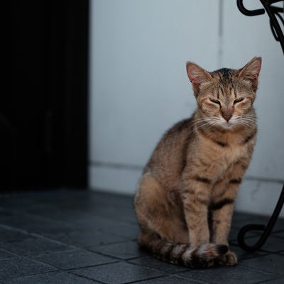 目を細める家猫の写真