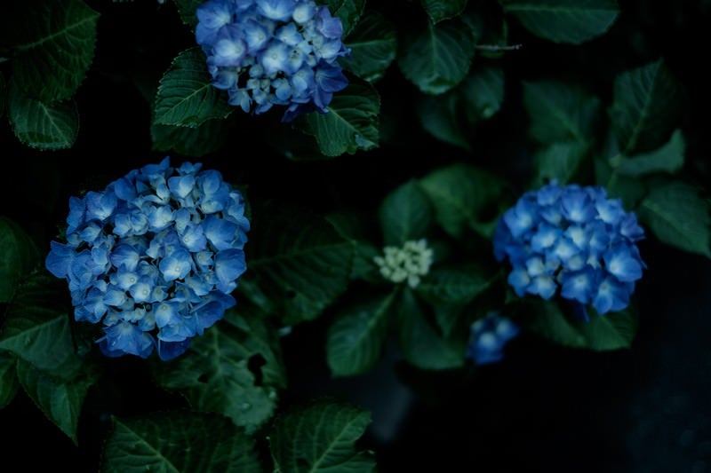 青いあじさいの花の写真