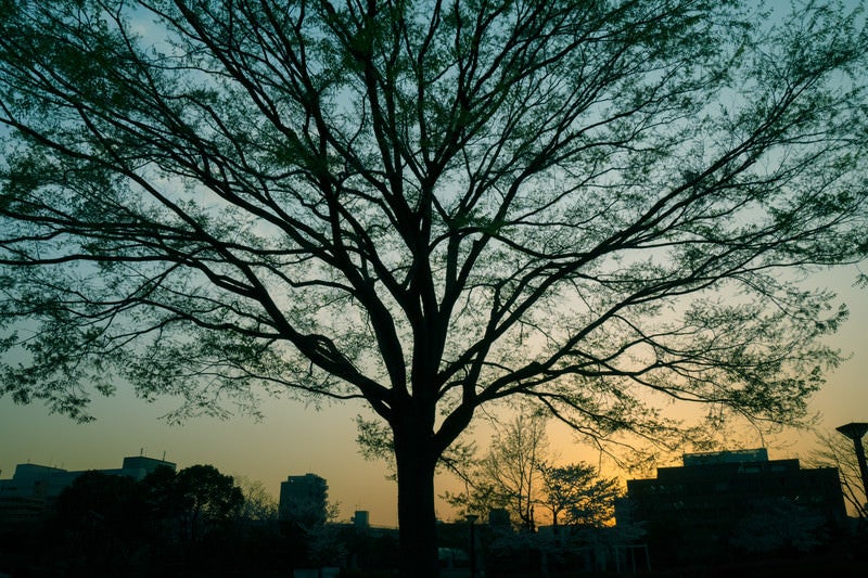 夕暮れ時の都会と巨木の写真
