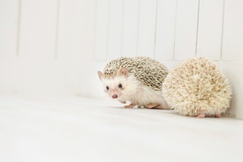 違うパートナーと一緒のところをパパラッチされるハリネズミの写真