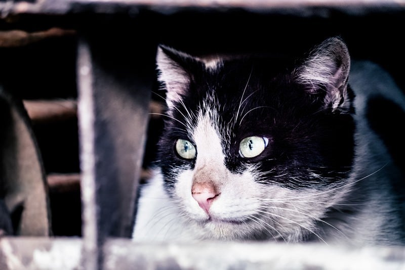 猫「すべて計画通り」の写真