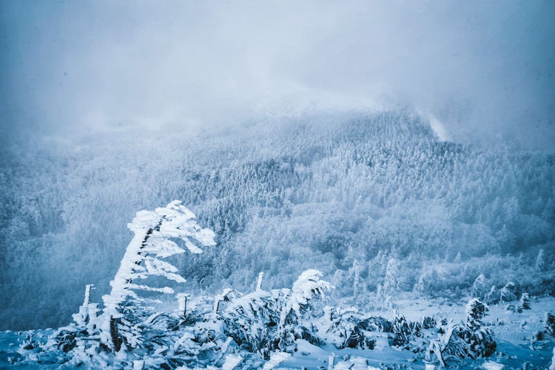 エビの尻尾と吹雪く白銀の森の写真