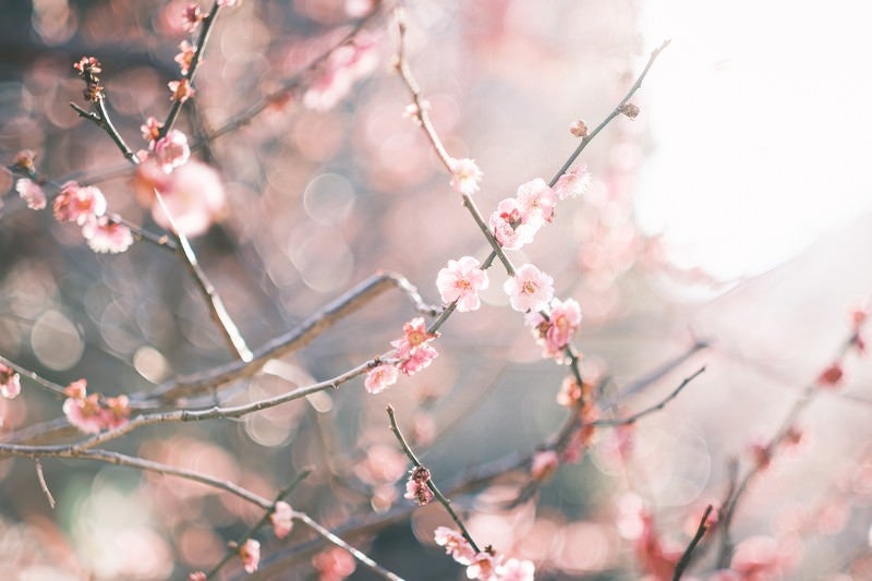 逆光に輝く梅の花の写真