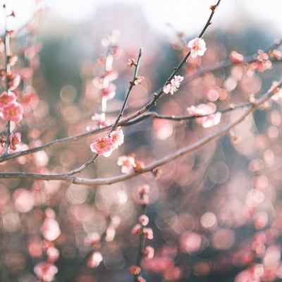 左右に伸びる枝と梅の花の写真