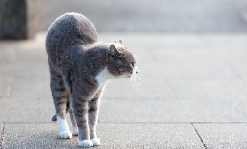 すらっと猫の写真