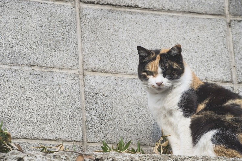 ブロック塀と野良猫の写真