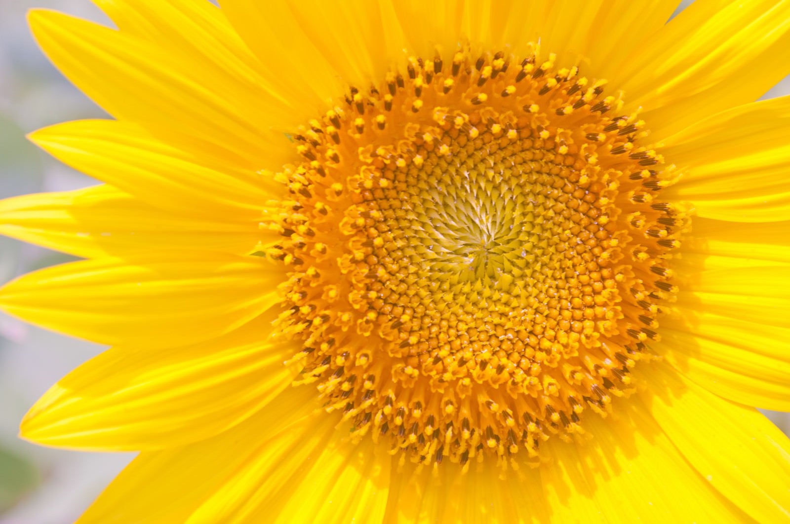 「向日葵の花びら」の写真