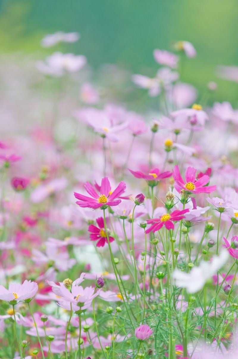 淡いコスモスの花の写真
