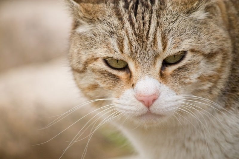 こちらを睨みつける猫の写真
