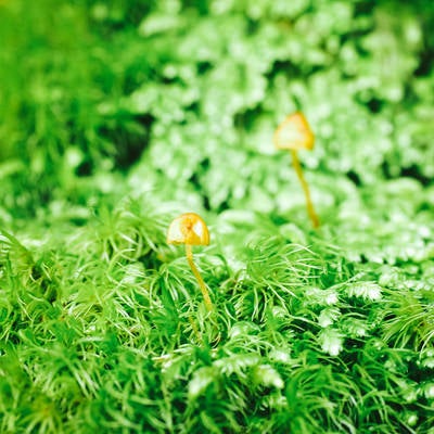 苔生す絨毯に自生するキノコの写真