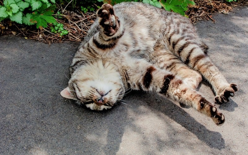 寝転ぶ猫の写真