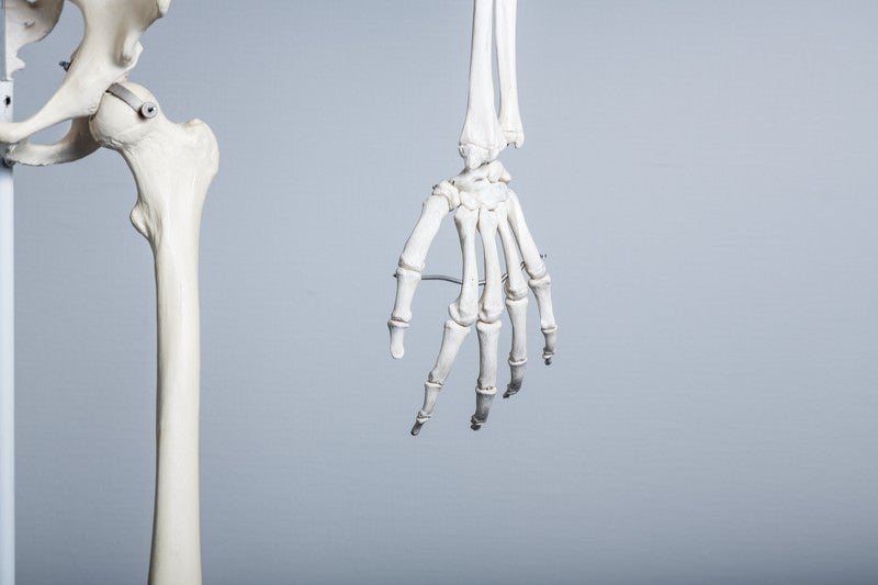 人体骨格模型（左手）の写真