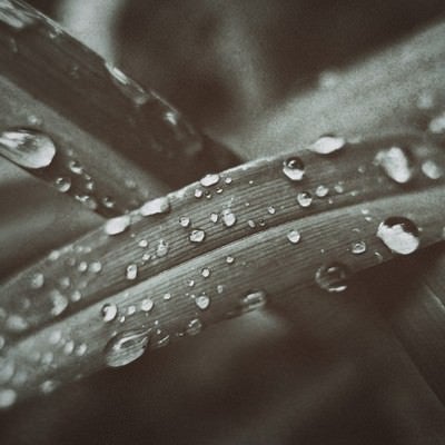 水滴と植物の葉の写真