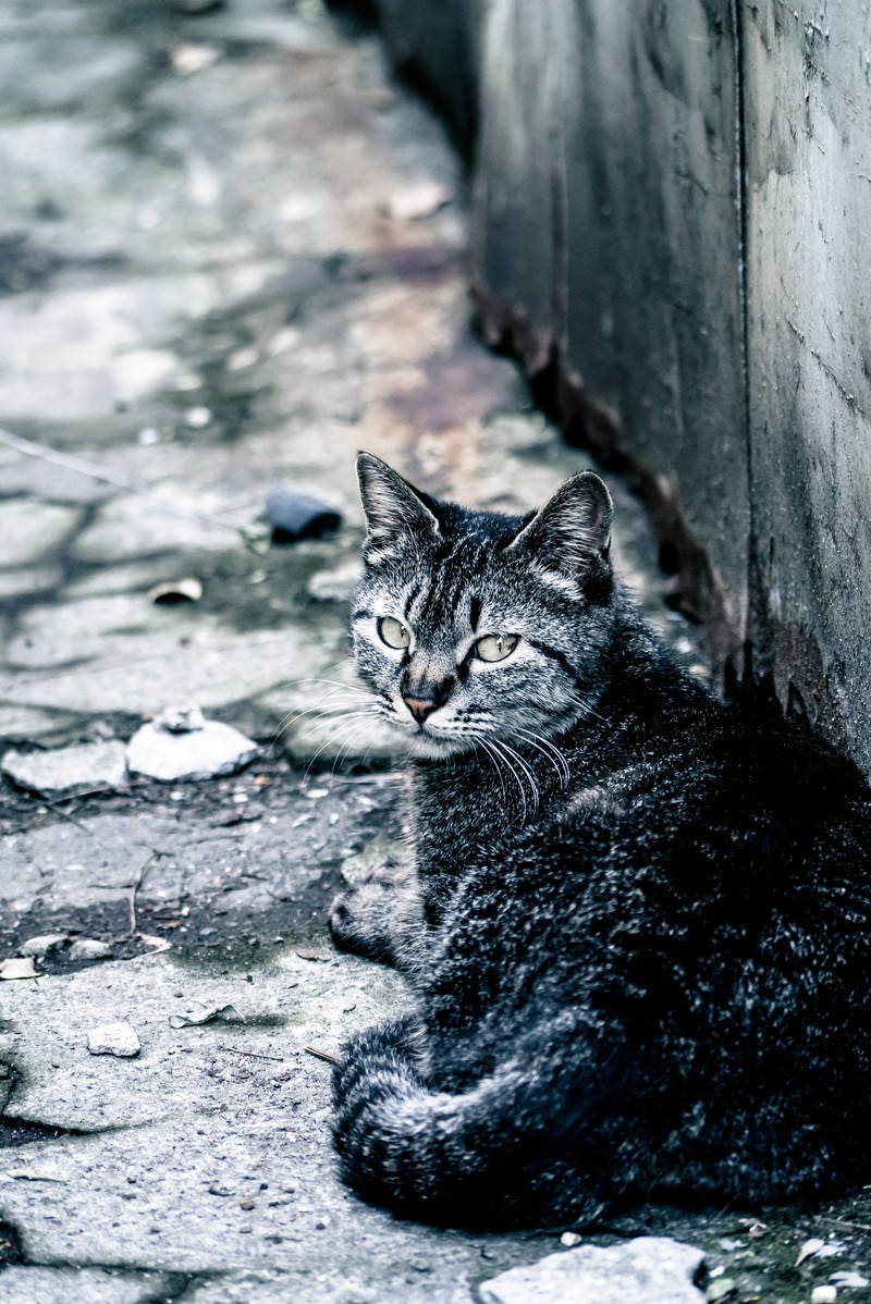 「振り返る野良猫」の写真